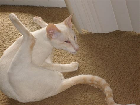 White Cat With Orange Ears And Tail Breed