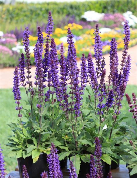 Salvatore Blue Salvia Plant Library Pahls Market Apple Valley Mn