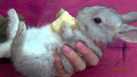 Cute Baby Bunny Eating Banana Close Up Youtube