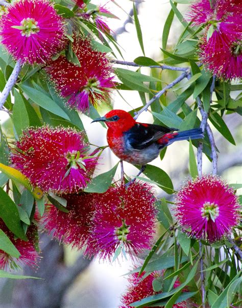 Scarlet Honeyeater Bird Photography Australian Birds Painting