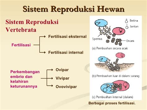 Sistem Reproduksi Pada Hewan Vertebrata Dan Avertebrata Materi Kimia