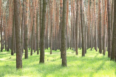 Beautiful Pine Forest With Large Pine Trees And Green Grass Insummer