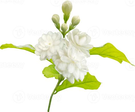 Jasmine Flower And Leaf Symbol Of Mothers Day In Thailand 9376814 Png