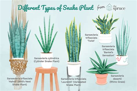 Some have round striped leaves with dark green coloring and there. How to Grow and Care for Snake Plant
