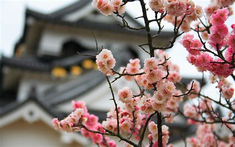 Japan Cherry Blossoms Flowers Bokeh Blurred