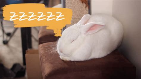 How To Tell If A Rabbit Is Sleeping Gegu Pet