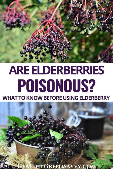 Are Elderberries Poisonous 4 Important Things To Understand