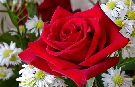 Check out this beautiful photo of red and pink combined flower. 45 Pretty Flowers in the World with the Names and Pictures ...
