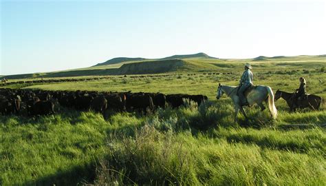 Profitable Ranching And Grassland Restoration In Eastern Montana