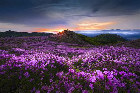 1080p Free Download Flower Valley Flowers Mountains Morning