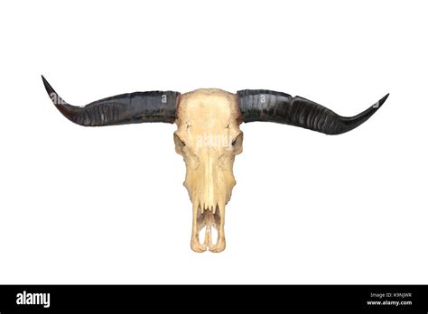 Buffalo Icon Cut Out Stock Images And Pictures Alamy
