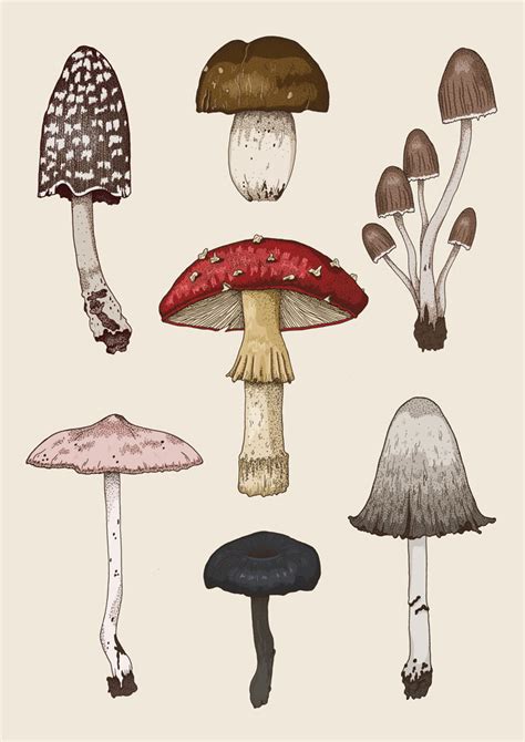 Mushrooms Illustration On Behance Mushroom Art History Drawings Art Inspiration