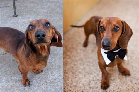 Thank yo.u all texas dachshund rescue for always doing whatever it takes to meet the needs of the fosters that come to us. A Texas Dachshund Rescue Boosts Adoptions With a Little ...