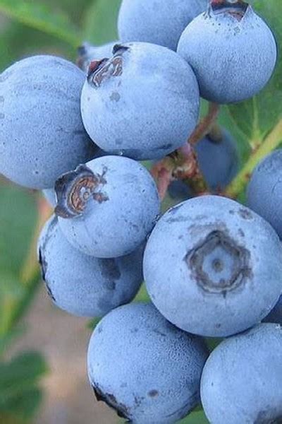 Buy Premier Rabbiteye Blueberry Bushes Free Shipping 1