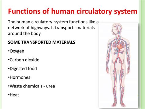 Describe The Basic Parts And Functions Of The Circulatory System