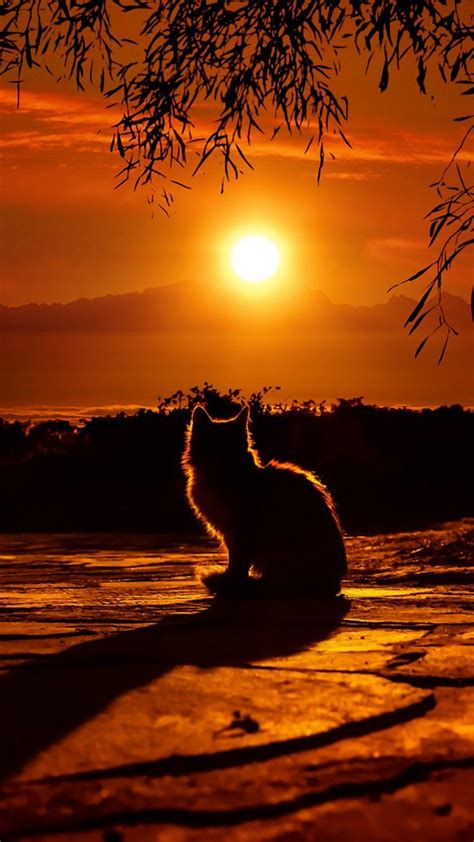 Cat Enjoying Sunset | Cat wallpaper, Sunset iphone wallpaper, Cat