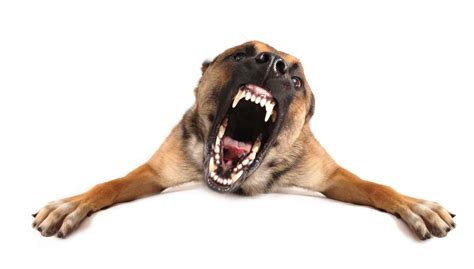 Calm An Aggressive Dog First Determine The Aggressions Cause
