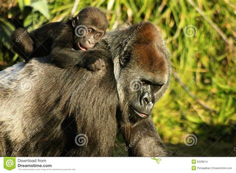 Mother And Baby Western Lowland Gorillas Stock Images