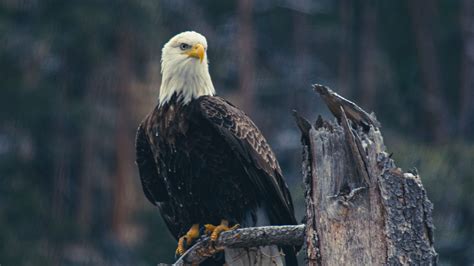 Download Wallpaper 3840x2160 Bald Eagle Eagle Bird Predator Branch