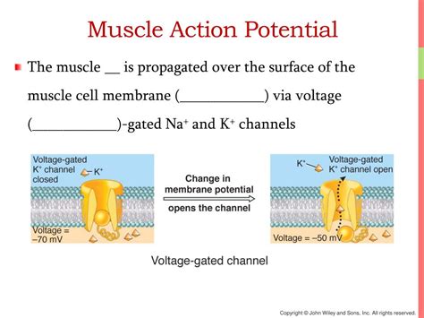 Ppt Chapter 10 Muscular Tissue Powerpoint Presentation Free Download