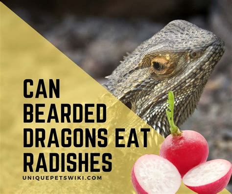 Can Bearded Dragons Eat Radishes Yes Feed Radishes The Right Way