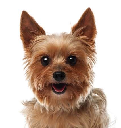 Includes devices related to surgery recovery, arthritis. Pet Dental USA - Where every month is dental month for ...
