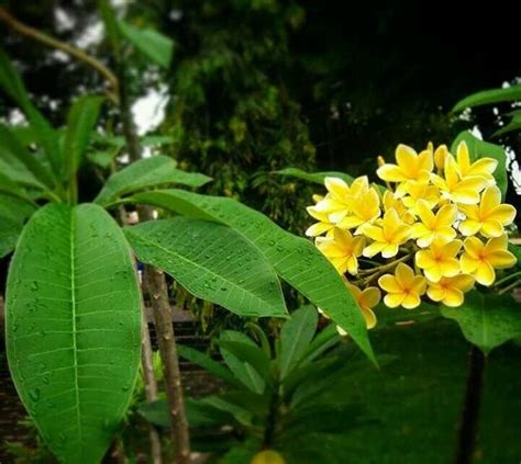 Terkeren 18 Contoh Gambar Bunga Kamboja Gambar Bunga Indah