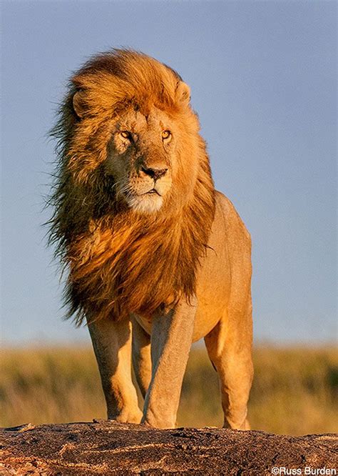 Storytelling Images Lion Photography Lion