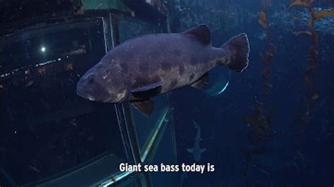 Monterey Bay Aquarium — The Giant Sea Bass A California Conservation