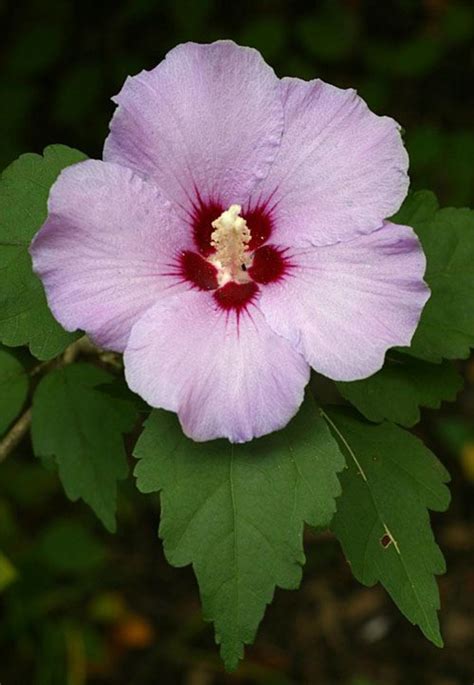 How To Grow Rose Of Sharon Hubpages