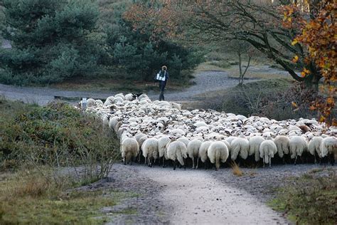 Shepherd Sheep Herd Animals Meadow Wool Cattle Lamb Piqsels