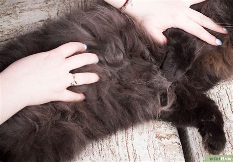 The key to wholesome awesomeness. Comment masser son chat: 21 étapes (avec des photos)