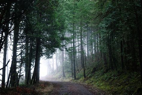 The Most Beautiful Forests Of Oregon That Oregon Life