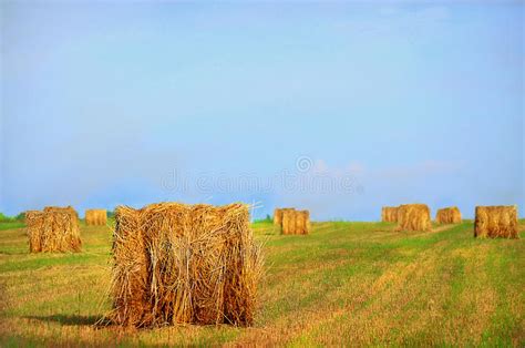 Bales Of Hay Stock Photo Image Of Field Summer Round 44035222