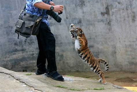 Interesting Photo Of The Day Fierce Baby Tiger Attacks Photographer