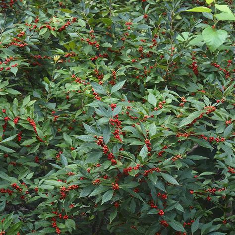Winter Red Winterberry Hollies For Sale