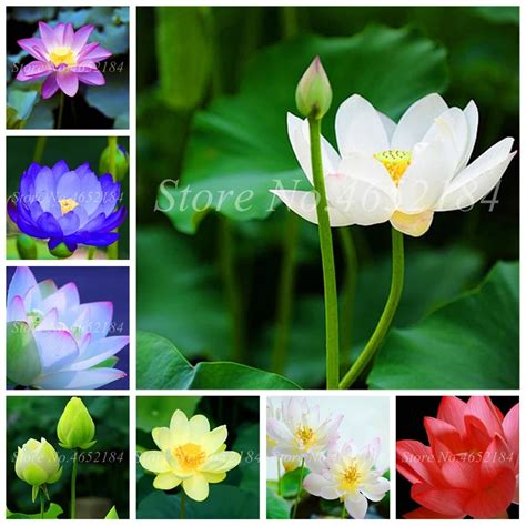 10pcs Bowl Lotus Bonsai Hydroponic Plants Aquatic Plants Flower Lotus