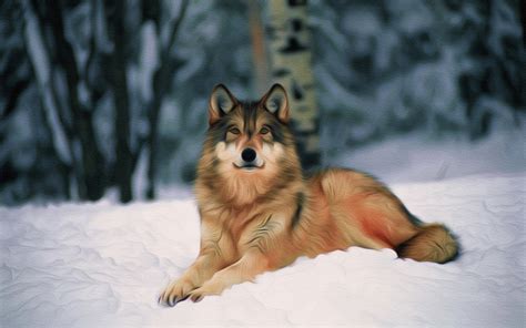 Wolf Wolves Predator Carnivore Artwork Wallpapers Hd Desktop And