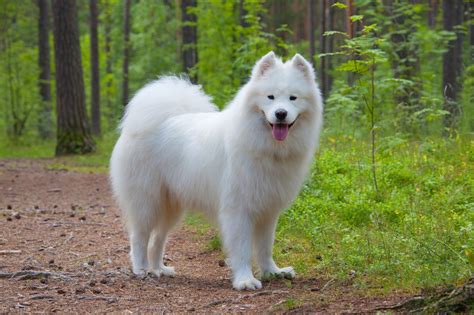 Samoyed Info Temperament Lifespan Puppies Pictures