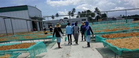 Pt mayora sendiri adalah perusahaan fast moving consumer goods companies. Tetap Beli Rumput Laut Petani dan Tidak PHK Karyawan Meski ...