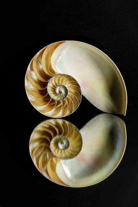 Chambered Nautilus Shell And Reflection Photograph By Adam Jones Fine