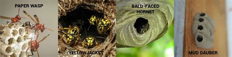 Characteristics Of Wasp Nests How To Identify Wasps By Their Nests