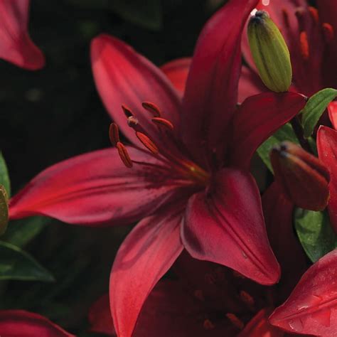 Buy Asiatic Lily Bulb Lilium Cavoli