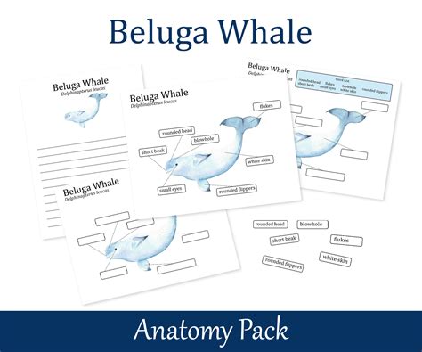 Beluga Whale Anatomy Poster Homeschool Marine Biology Etsy Australia
