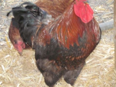 Egyptian Fayoumi Backyard Chickens Learn How To Raise Chickens