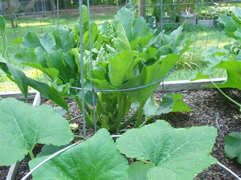 Zucchini belongs to the same family as pumpkins, melons, cucumbers and squash. Blogger | Growing zucchini, Growing tomato plants, Tomato ...