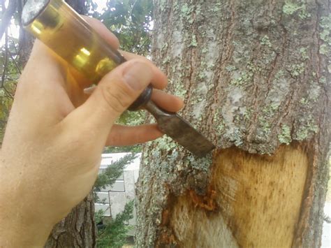 How To Save A Tree With Damaged Bark My Heart Lives Here