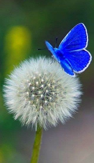 Pin By Hélène On Nature At Its Best Beautiful Butterflies Blue