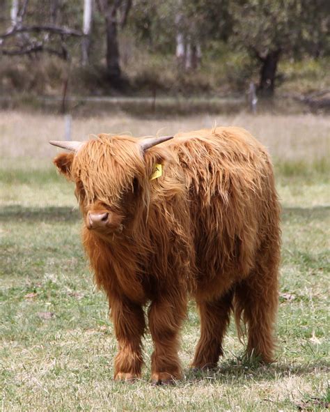 Highland Cows For Sale Scotland Heartland Highland Cattle