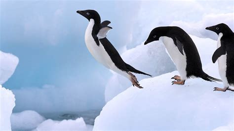 ハッピー南極ペンギンのhd壁紙プレビュー